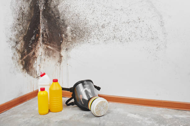 Attic Mold Removal in Pleasant Run, OH