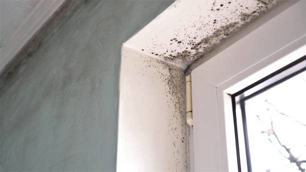 Certified Mold Removal in Pleasant Run, OH