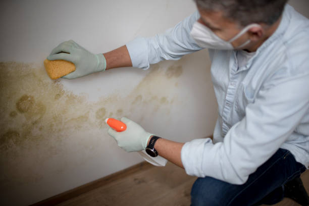 Best Fast Mold Removal  in Pleasant Run, OH