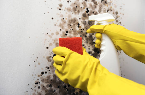 Best Mold Damage Repair  in Pleasant Run, OH