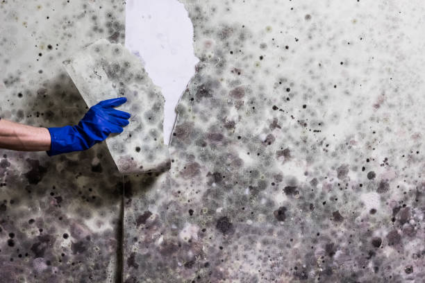 Best Crawl Space Mold Removal  in Pleasant Run, OH