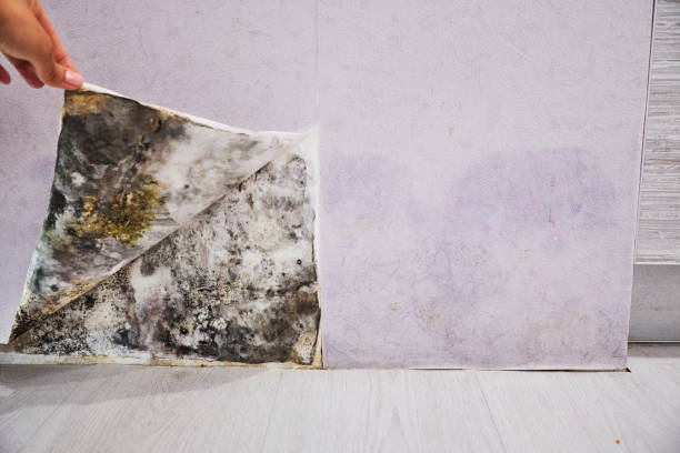 Best Affordable Mold Removal  in Pleasant Run, OH